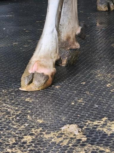 Кормление для здоровья копытец.