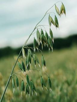 Овес яровой Авеню