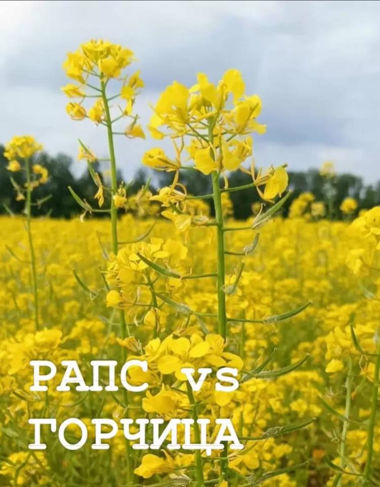 Рапс Яровой или Горчица Яровая?