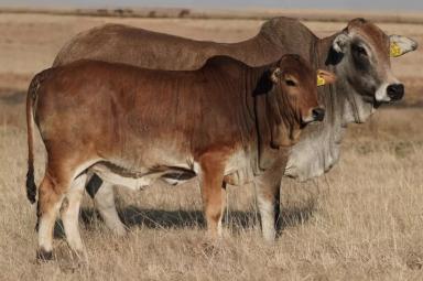 Боран – порода зебу