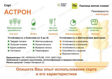 Астрон сорт мягкой озимой пшеницы