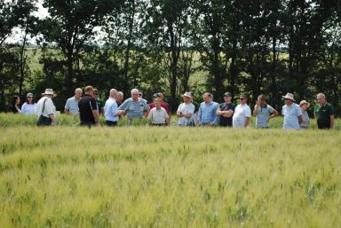 Качество определяет успех: стратегии производства твёрдой пшеницы сегодня