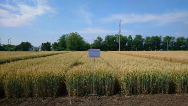 Алексеич сорт мягкой озимой пшеницы