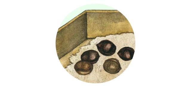 Стратификация семян плодовых культур