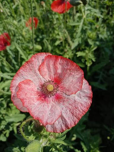 Красота декоративных маков