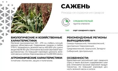 Сажень сорт сорго сахарного