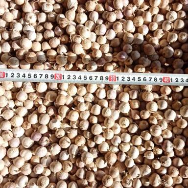 А вы обновляете свой чеснок? 