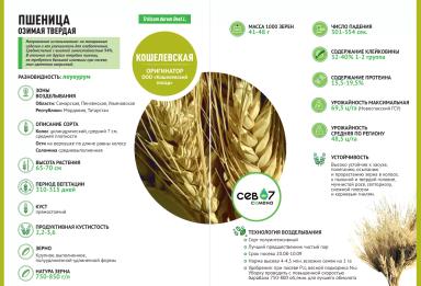 семена озимой твёрдой пшеницы Кошелёвская (Элита)