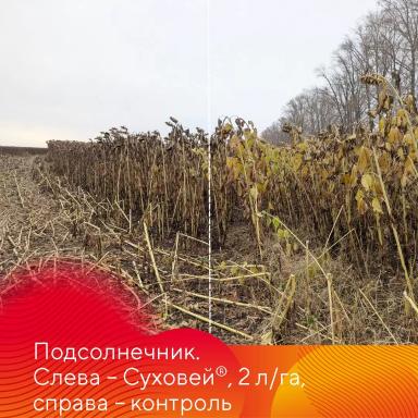 Особенности десикации культур