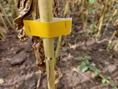 Опыт внесения десиканта «RegloneAir» на подсолнечнике,с помощью дрона XAG V40