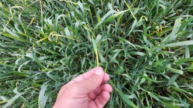 Причина пожелтения флаг.листа 