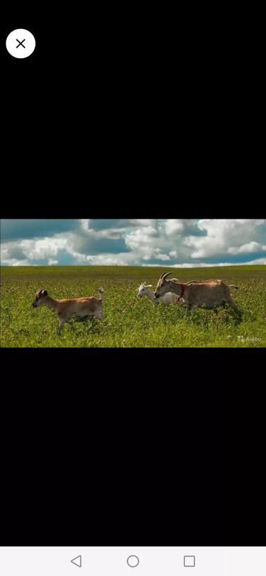 Продажа животных с фермы