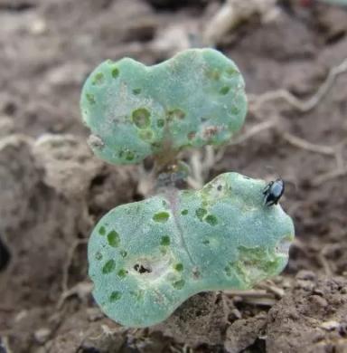 Угроза: Крестоцветные блошки