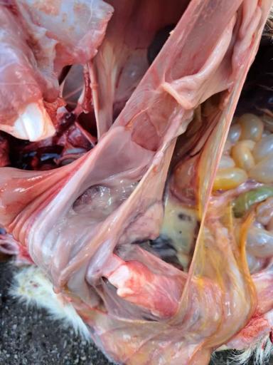 Помогите поставить диагноз от чего пал