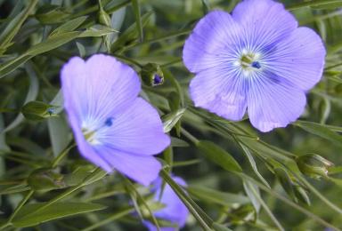 Лирина сорт льна масличного