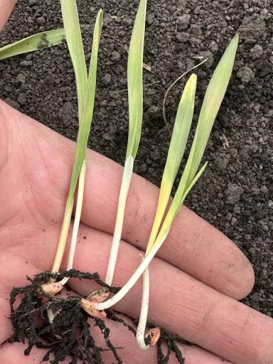 Здравствуйте, подскажите что так повлияло на всходы пивоваренного ячменя?