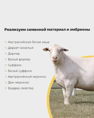 Генетика овец из Австралии 🇦🇺