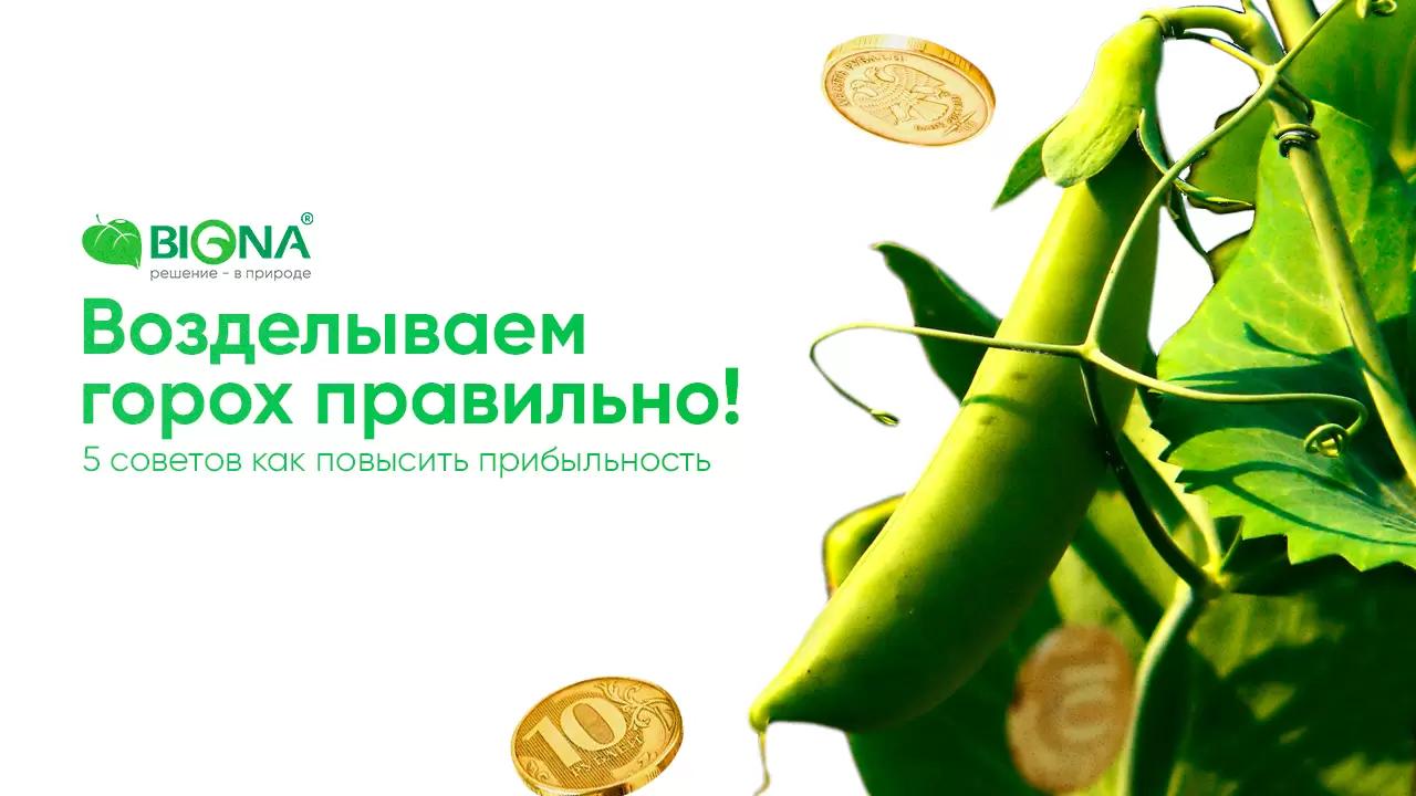 5 советов как повысить прибыльность от возделывания гороха 💸
