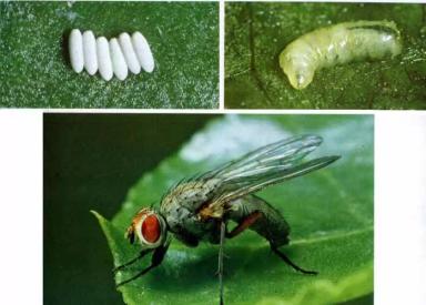 Свекловичная минирующая муха