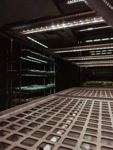 Аэропоника: руководство по выращиванию растений без почвы