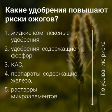 🔥 Топ-ошибок при внесении удобрений: как не навредить урожаю
