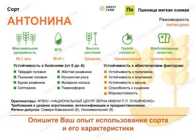 Антонина сорт мягкой озимой пшеницы