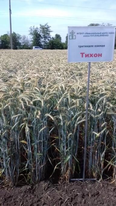 Тихон сорт озимой тритикале