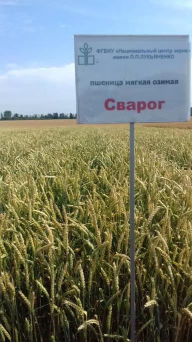 Сварог сорт мягкой озимой пшеницы