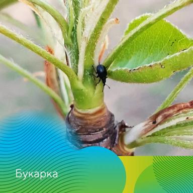 Обработки садов в ЦЧР