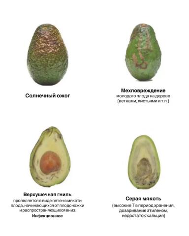 ПОСЛЕ ЭТОГО ВЫ НЕ СМОЖЕТЕ СМОТРЕТЬ НА АВОКАДО ПО-ПРЕЖНЕМУ 😁