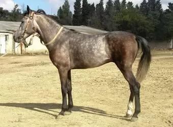 Делибозская порода лошадей (делибоз)