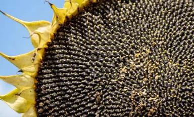 П 62 ЛЕ 122 -  гибрид подсолнечника Пионер