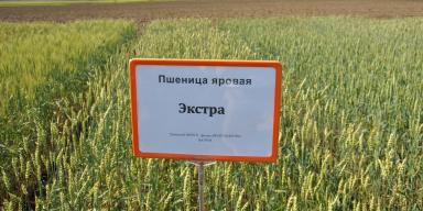 Экстра сорт мягкой яровой пшеницы