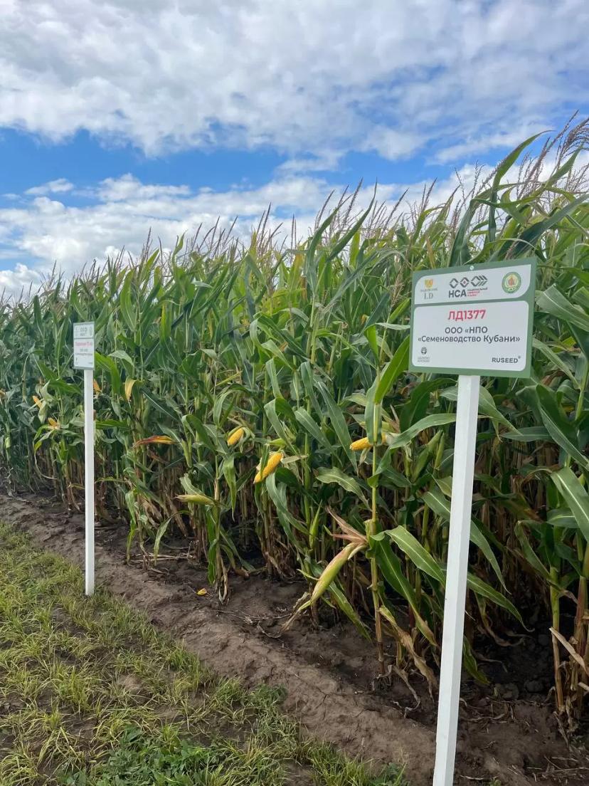 🥇 Представили посевы кукурузы Министру сельского хозяйства РФ на «Русском