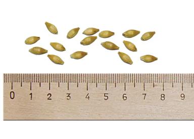 Маргрет (MARGRET)