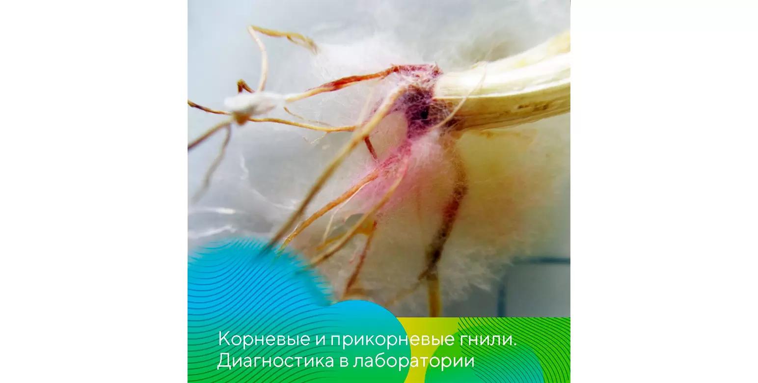 Отбор растений для выявления корневых гнилей на зерновых