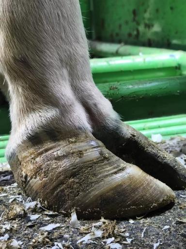 Кормление для здоровья копытец.