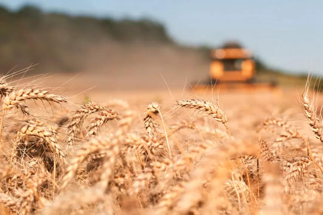 Минсельхоз: 70% российского зерна поставляется пяти крупнейшим покупателям