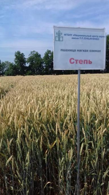 Степь сорт мягкой озимой пшеницы