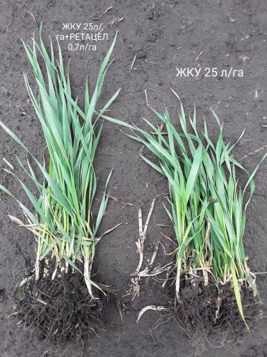 Озимая пшеница. Обработка регулятором роста Ретацел-750 ВК.