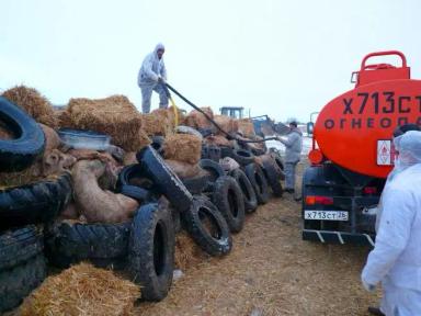 Африканская чума свиней