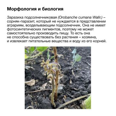 Заразиха. Стоп!