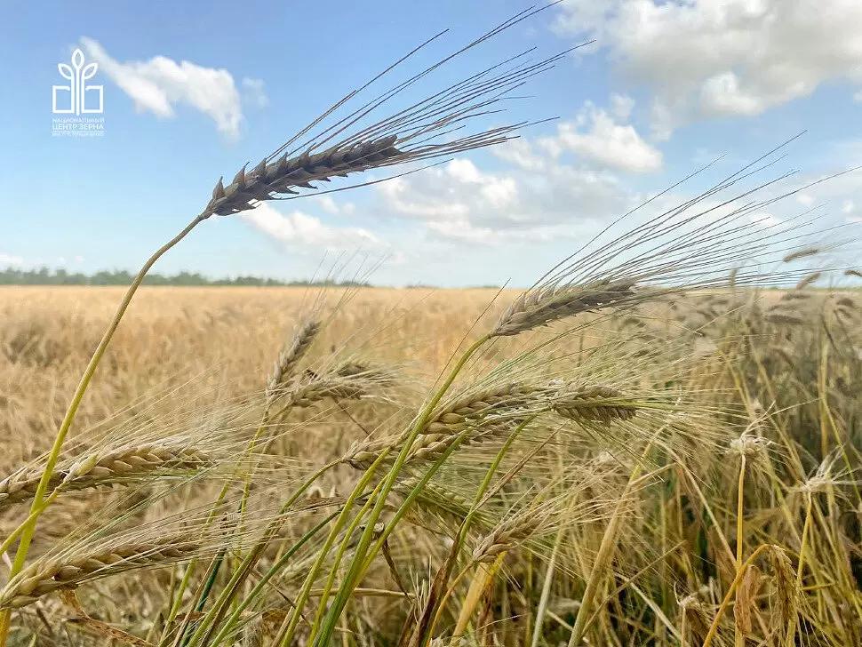 Сорта озимого ячменя селекции ФГБНУ НЦЗ им. П.П. Лукьяненко (новинки 2023 года)