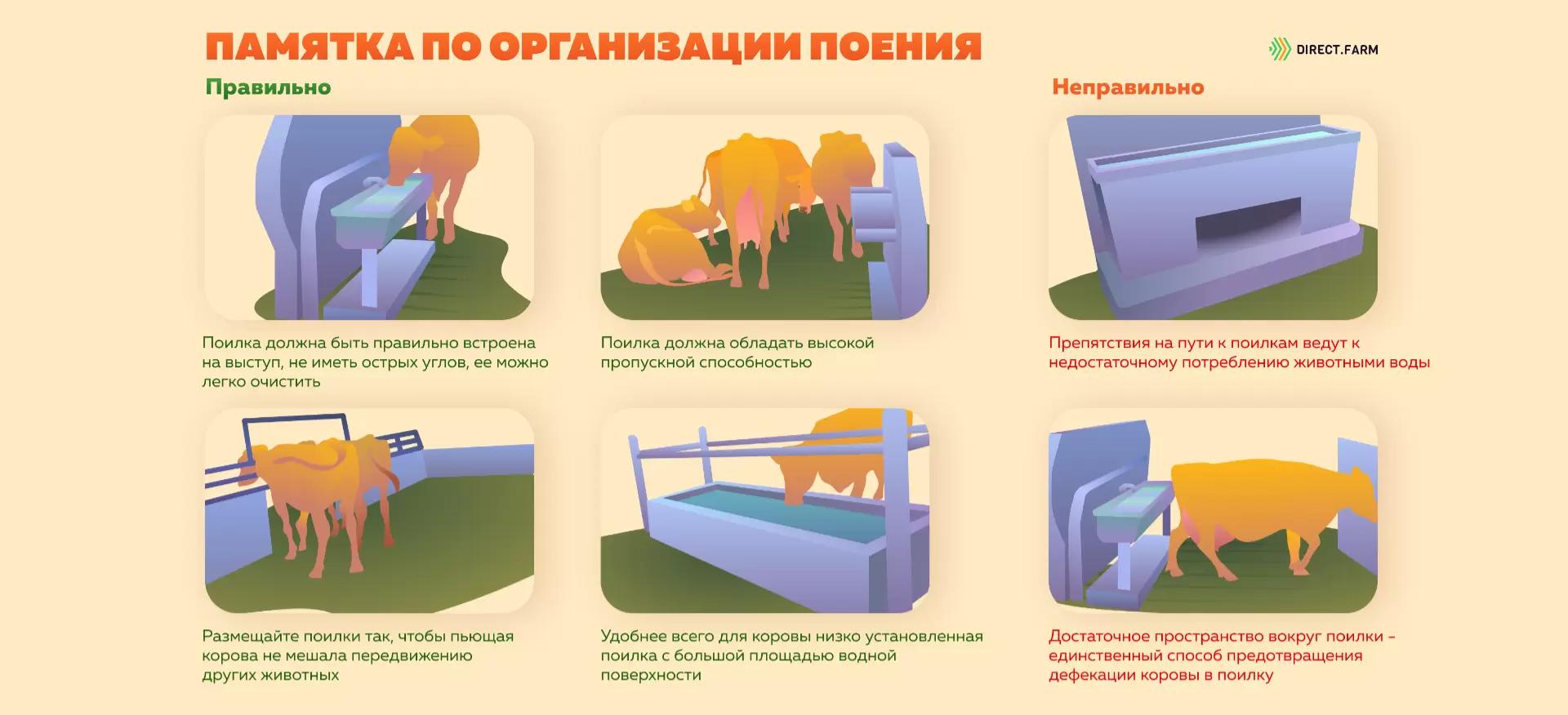 Памятка по организации поения коров 