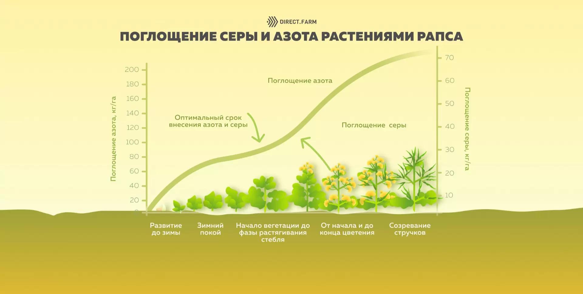 Поглощение азота и серы растениями рапса