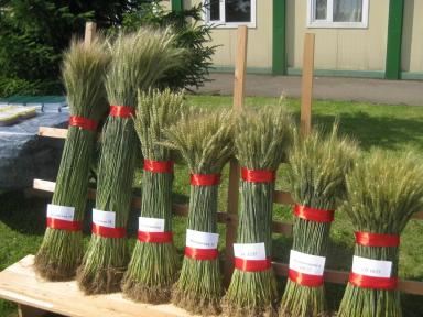 Результаты селекции озимой пшеницы ФИЦ “Немчиновка”