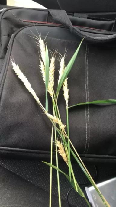 Причины высохшего колоса озимой пшеницы