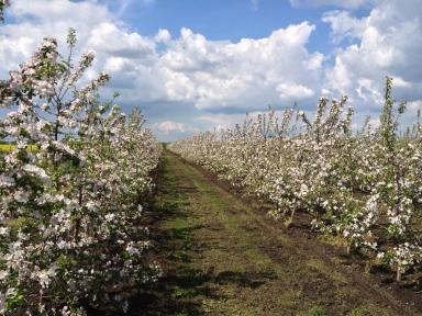 Обрезка сада
