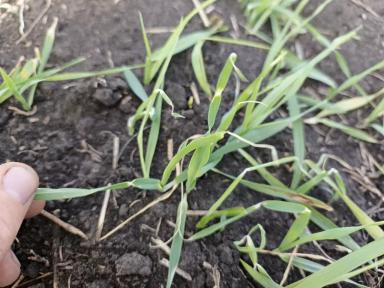 Что с ячменем ?