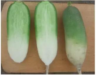 Мисато Грин (MISATO GREEN)